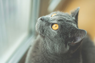 Close-up of shorthair cat