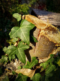 Close-up of green leaves on plant