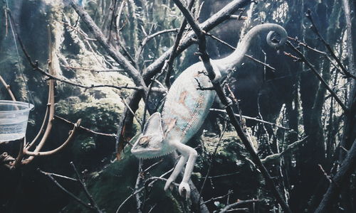 Close-up of animal skull on tree