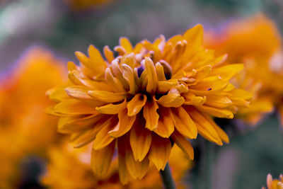 Close-up of yellow flowering plant