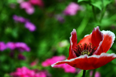 Close-up of pink flower