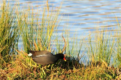 Close-up of duck in lake