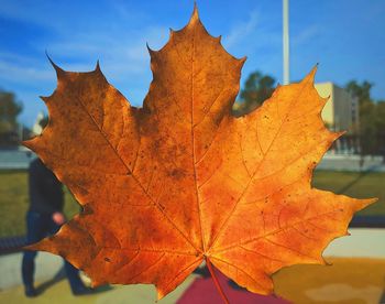 Close-up of orange maple leaves against sky