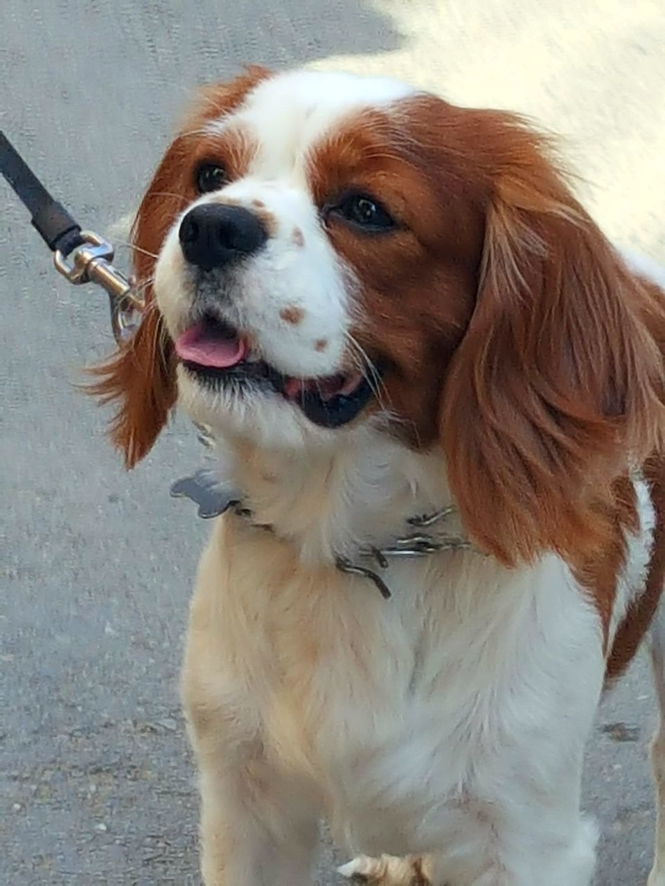 CLOSE-UP PORTRAIT OF A DOG