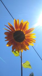 Low angle view of sunflower blooming against clear blue sky