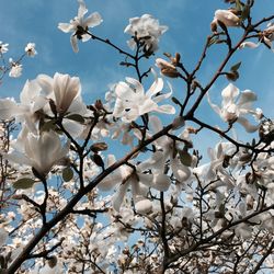 Low angle view of tree against sky