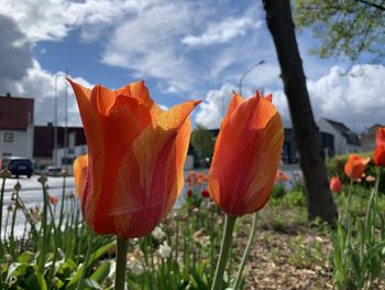 Close-up of orange poppy flower on field