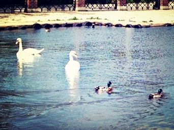 Bird swimming in lake