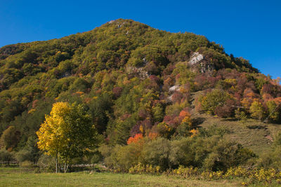 Trees on landscape against sky during autumn