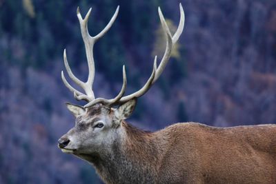 Close-up of deer on field