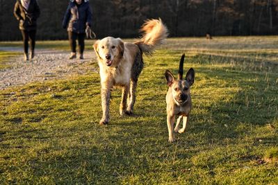 Dogs running on grassy field