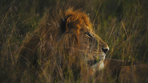 Close-up of a lion looking away