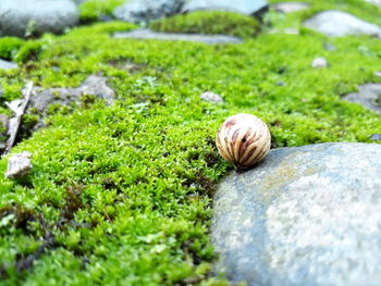 Close-up of snail on moss