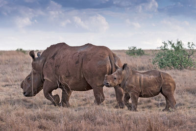 Rhinoceros standing on field