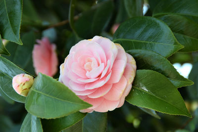 Close-up of pink rose plant