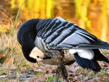 Close-up of bird perching on a field