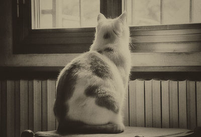 Close-up of cat sitting