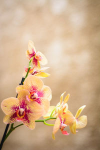 Close-up of orchids growing outdoors