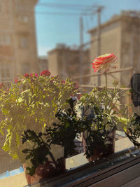 Close-up of flowering plant against building