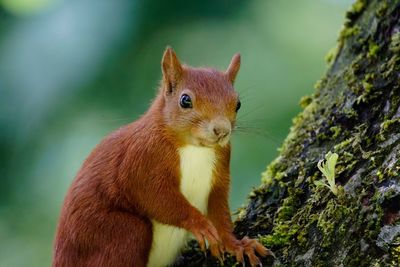 Close-up of squirrel on tree trunk