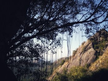 Low angle view of trees against sky