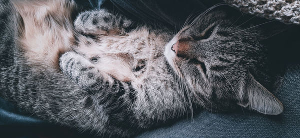 Close-up of cat sleeping