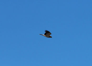 Low angle view of bird flying