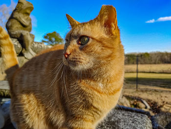 Close-up of a cat looking away