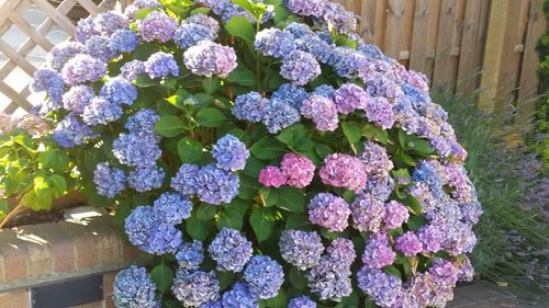 Close-up of purple hydrangea flowers