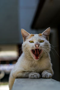 Portrait of cat yawning