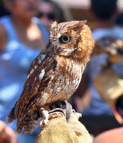 Close-up of bird