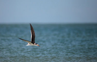 Flock of black skimmer terns rynchops niger on the beach at clam pass in naples, florida