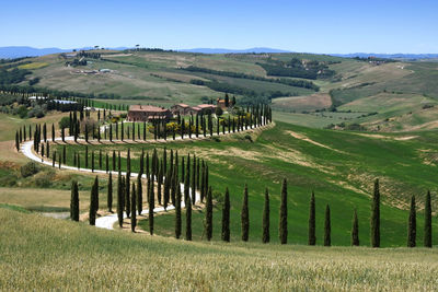 Scenic view of agricultural field against sky