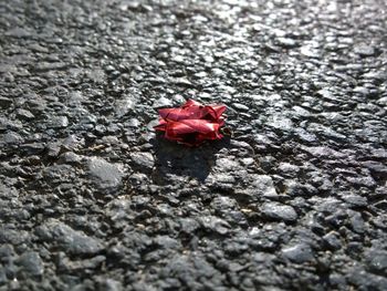 Close-up of red object