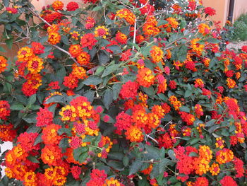 Close-up of orange flowers blooming outdoors