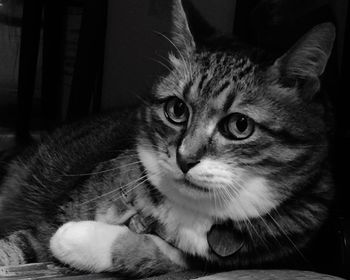 Close-up portrait of cat relaxing at home