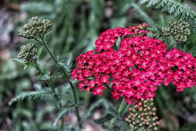 Close-up of pink flowering plants