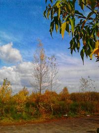 Low angle view of trees against sky