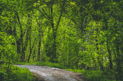 Road amidst trees in forest