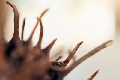 Close-up of snail on plant