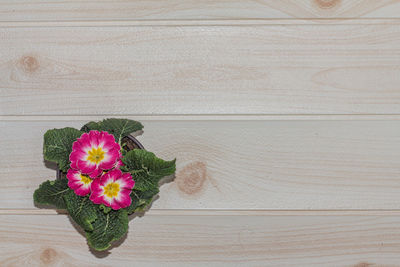 Closeup flower pots on wood desk. background with space for message. mother's day background.