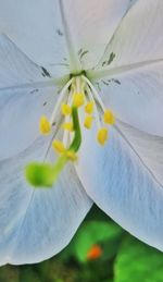 Close-up of white flowering plant