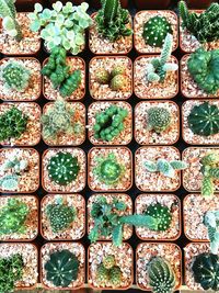 Directly above shot of various cactus plants growing at nursery