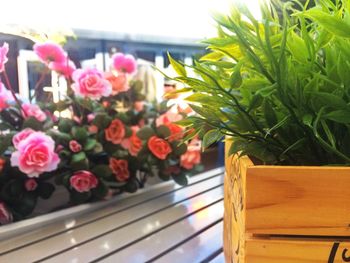 Close-up of pink flowers growing on potted plant