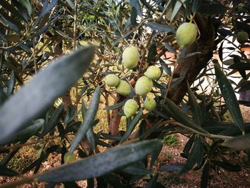 Close-up of fruits growing on plant at field