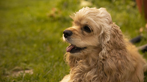 dog