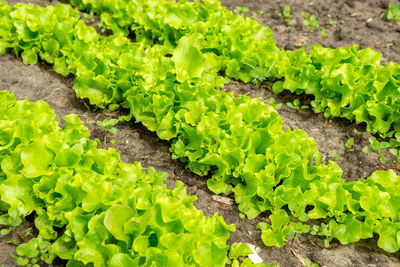 Close-up of green leaves