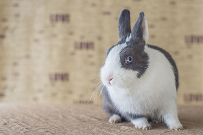 Close-up of a rabbit looking away