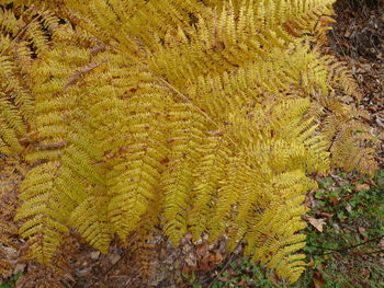 High angle view of plants growing on land