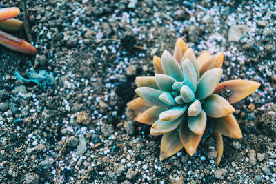 High angle view of flowering plant on rock